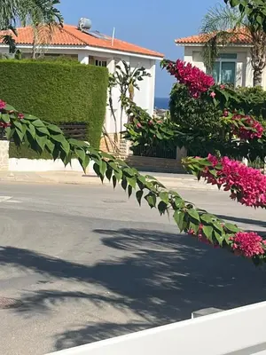 a house with pink flowers on the side of a street at Zoe's villa by Turtle Bay in Protaras