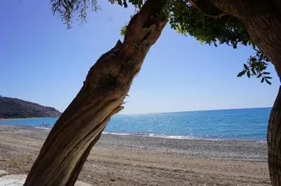 a tree on a beach with the ocean in the background at Villa Hanna mit Meerblick in Pissouri