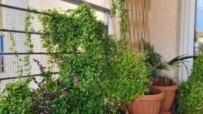 a group of plants in pots on the side of a building at STAY Serenity Apartment in Yukarı Lakatamya
