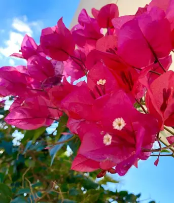 a bunch of pink flowers on a tree at Nissi 3 Pool View Apartment in Ayia Napa