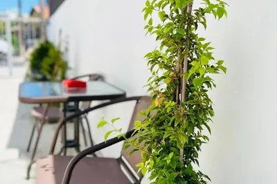 a plant is growing on the side of a building at Larnaca - Studio - Sleeps 4 - Garden - Parking in Larnaka