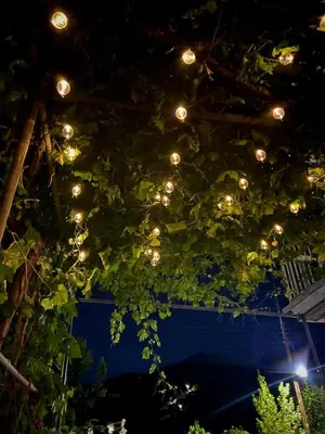 a bunch of lights hanging from a tree at night at Stou Stefani in Agros