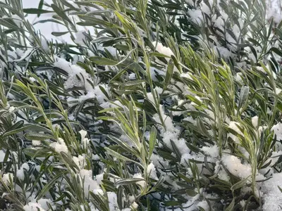 a green plant with snow on its leaves at Rifugio Retreat in Kakopetria