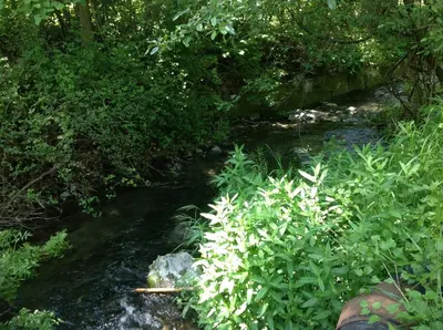 a stream of water with trees and plants at Ta Spitakia tis Theodosias in Kalopanayiotis