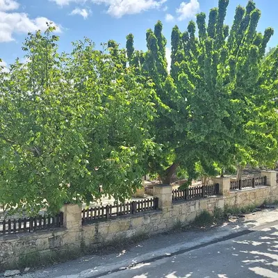 a stone fence with trees in front of a street at Koukaki in Kouka
