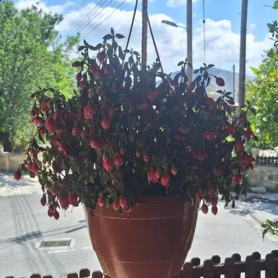 a plant in a pot on a window sill at Koukaki in Kouka