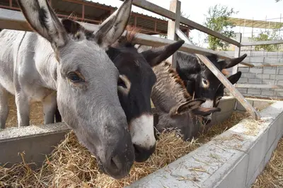 three donkeys are eating hay in a pen at Olive Garden's Paradise Villa in Skarinou