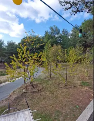 a tree with yellow leaves on it in a yard at Butterfly Home in Platres