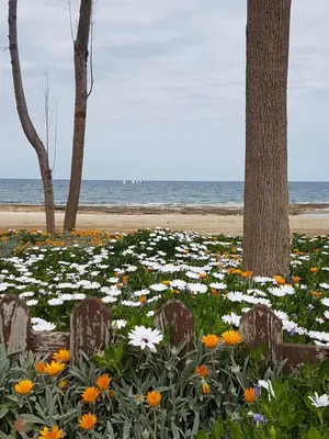 a field of flowers in front of the beach at Holiday Apartment with Sea View (0002913) in Paralimni