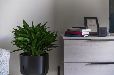 a plant in a black pot next to a dresser at Creative 1br Pool view Apt with covered parking in Livadhia