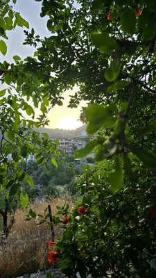 a view of a city through the leaves of trees at GPPh in Pelendri