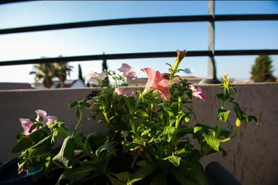 a plant with pink flowers in a pot on a balcony at Central cozy apt in quiet area in Engomi in Nicosia