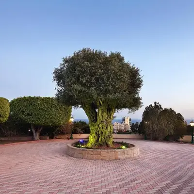 Olive Tree Apartments