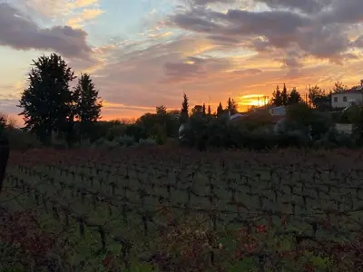 a vineyard at sunset with the sun setting in the background at Levanda House - Traditional House Vasa Koilaniou in Vasa Kilaniou