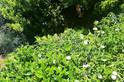 a bush with white flowers in a garden at Ayia Napa - Ayia Thekla Sea View Beach Villa in Ayia Napa