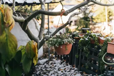 a flower pot hanging on a tree branch at Kyperounta Retreat in Kyperounda