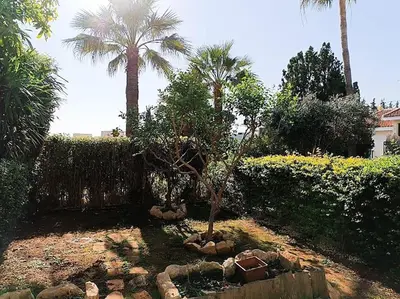 a small tree in a yard with palm trees at Sea view Beach House with Pool in Limassol