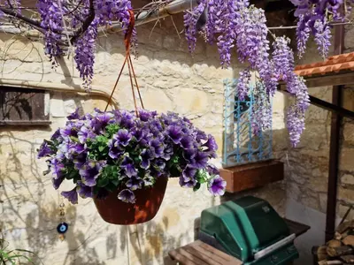 a wreath of purple flowers hanging from a wall at The Courtyard Suite in Limassol