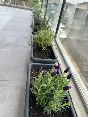 a row of plants in a window sill with purple flowers at Lux Hub Spot-Νear European Uni Engomi in Nicosia