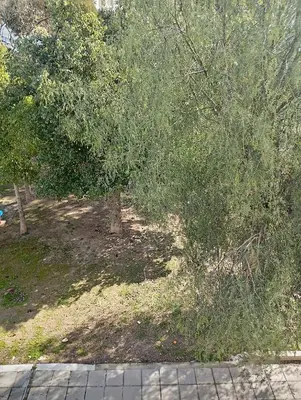 a large tree in a yard with a sidewalk at Eat well Sleep Well in Larnaka