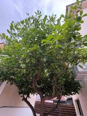 two trees in front of a building at FLH - Feel Like Home Modern 1-Bedroom Ground floor Apartment in Strovolos in Kato Lakatamia