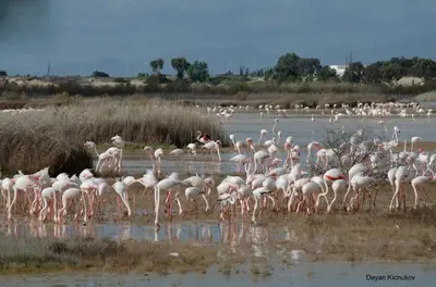 a flock of pink flamingos standing in the water at Little Paradise in Sotira