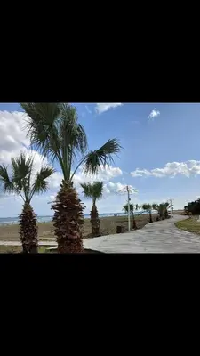 a group of palm trees on a sidewalk near the beach at Atlantis Court in Makenzy in Larnaka