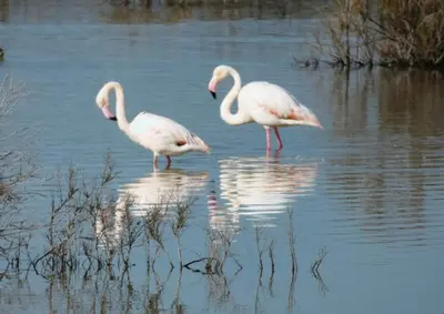three flamingos are standing in the water at Charming Oroklini Penthouse with Ocean Views and Private Parking in Voroklini