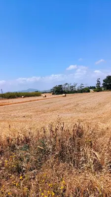 a field of hay with hay bales in the distance at Casa Sea Breeze in Larnaka