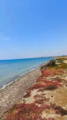 a rocky beach with red seaweed and the ocean at Casa Sea Breeze in Larnaka