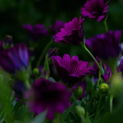 a group of purple flowers in a field at Garden Cottage Cyprus in Ayia Napa