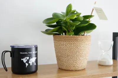 a potted plant sitting on top of a table at Nomad's Nest - Quiet flat with terrace in Ayia Napa