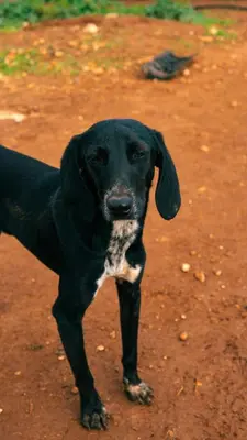 a black dog standing on a dirt road at Digital Detox with 100 Animals Nature Stay in Dasaki Achnas