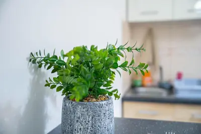 a potted plant sitting on a counter in a kitchen at ONAR mackenzie 1 in Larnaka