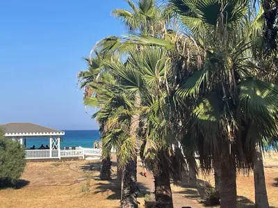 a group of palm trees on the beach at Family friendly modern flat in Caesar Resort &SPA, Long Beach İSKELE, KKTC in Iskele