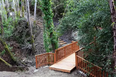 a wooden bridge in the middle of a forest at The Heart of Moutoullas in Moutoullas