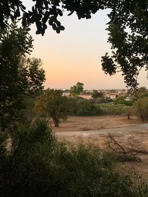 a field with trees and a dirt road at Tranquil Poolside apartment with stunning views in Mazotos