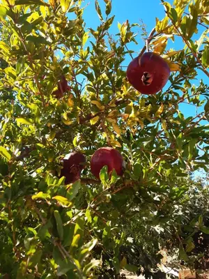 an apple tree with red apples hanging from it at Andrea's house in Liopetri