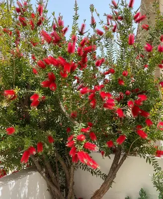 two trees with red flowers on them at Holiday House in Oroklini in Voroklini