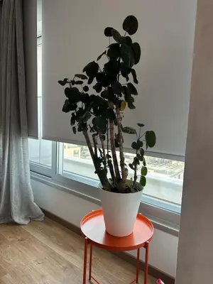 a plant sitting on a table in front of a window at Zeus Downtown Hub with Panoramic View in Nicosia
