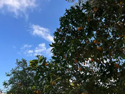an orange tree with lots of oranges on it at 1947 Rescued Stone House in Nicosia