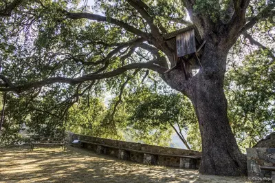 a tree with a bird house hanging from it at Hani Chrysomilou in Kalopanayiotis