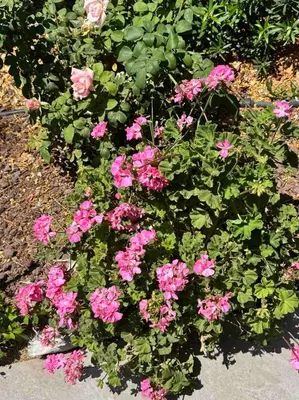 a bunch of pink flowers in a garden at Sea view maisonette on coastal road, Zygi in Zygi