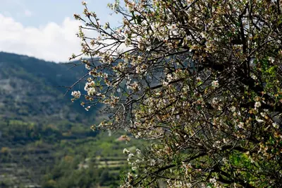 a tree with white flowers on it with a mountain at The Old Olive Mill House by TrulyCyprus in Doros