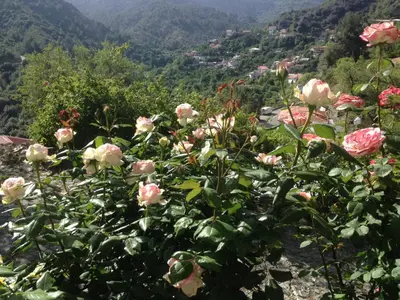 a bunch of pink roses on a mountain at Galaria House in Moutoullas