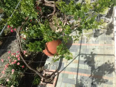a potted plant sitting on the ground next to some flowers at Galaria House in Moutoullas