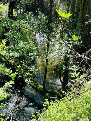 a stream of water in a forest with trees at Riverside Suite in Kalopanayiotis