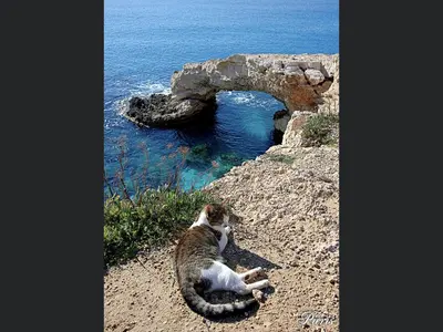 a cat sitting on a cliff near the water at Villa Nissi Beach 28 in Ayia Napa