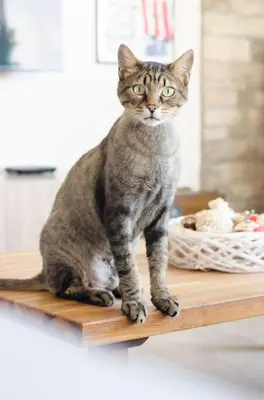 a cat sitting on top of a wooden table at Vas' Penthouse in Nicosia
