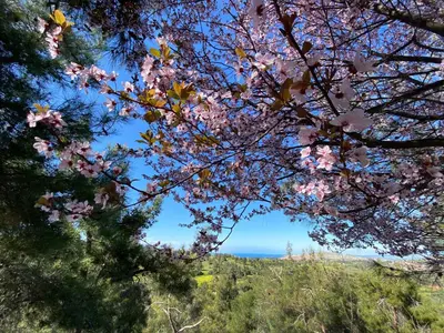 a view of the ocean through a tree with pink flowers at Anti Onirou in Flasou
